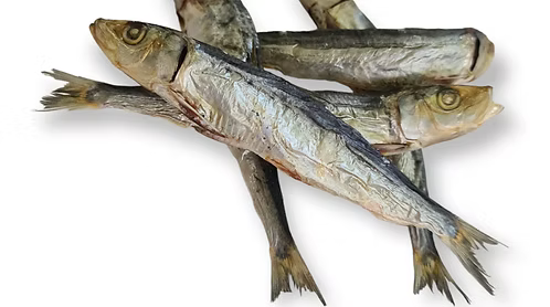 sardines