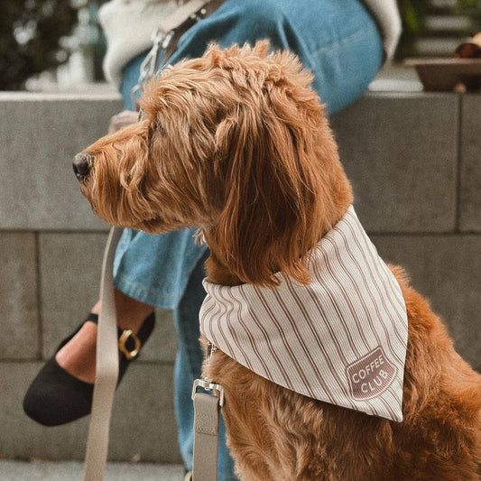Coffee Club Ribbed Dog Bandana