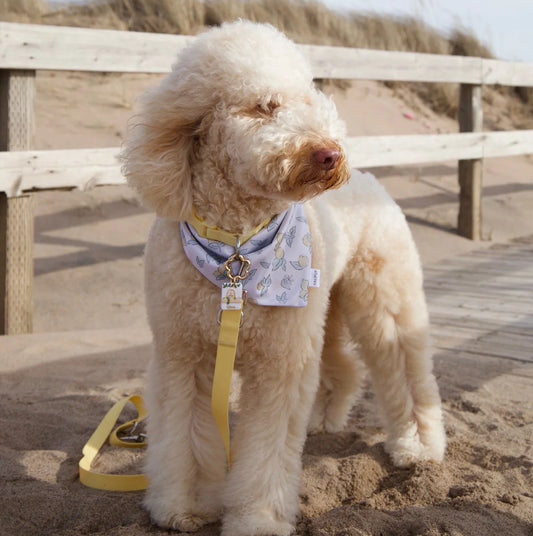 the cottage citrus dog bandana