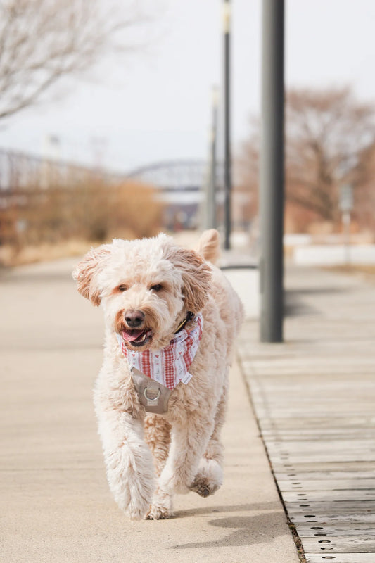the scarlet dog bandana