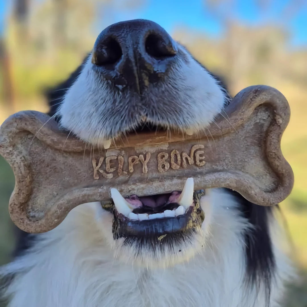 THE KELPY BONE