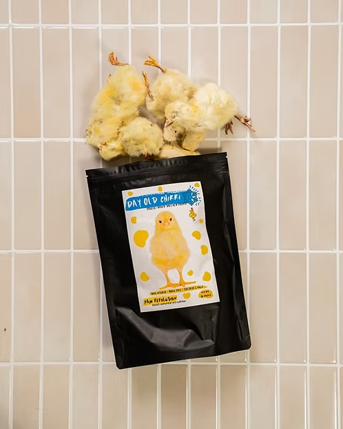 freeze dried day old chicks