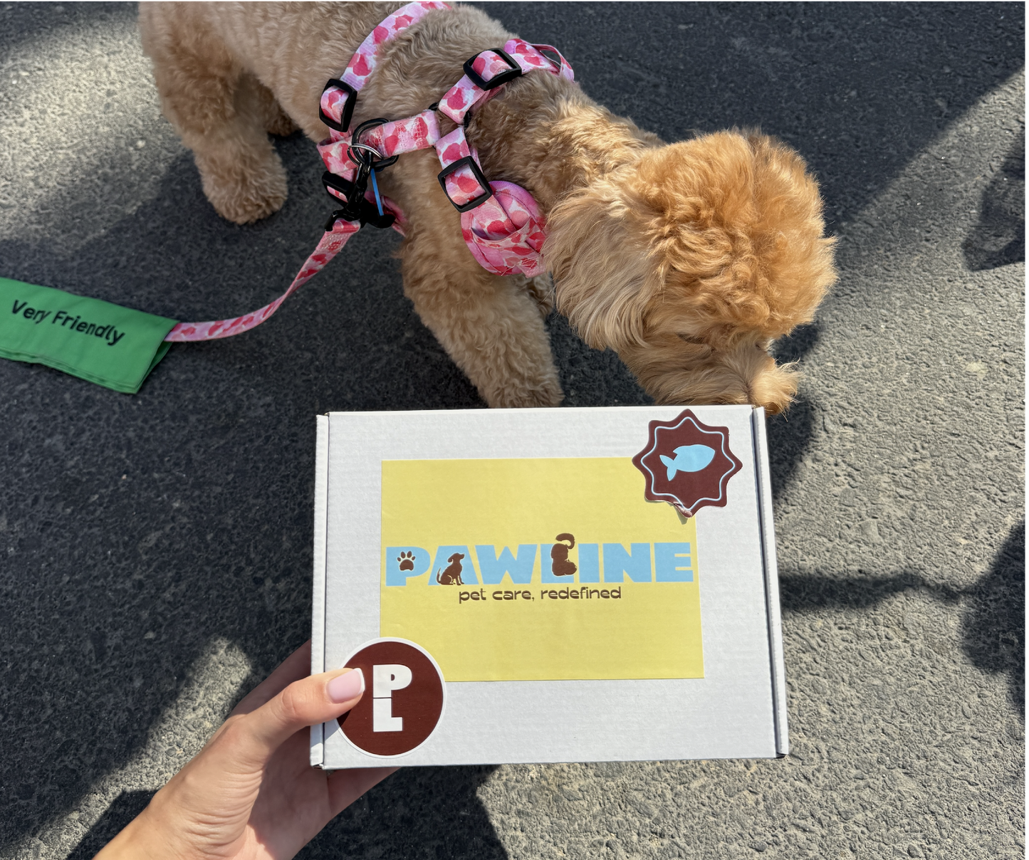 paw parents club box